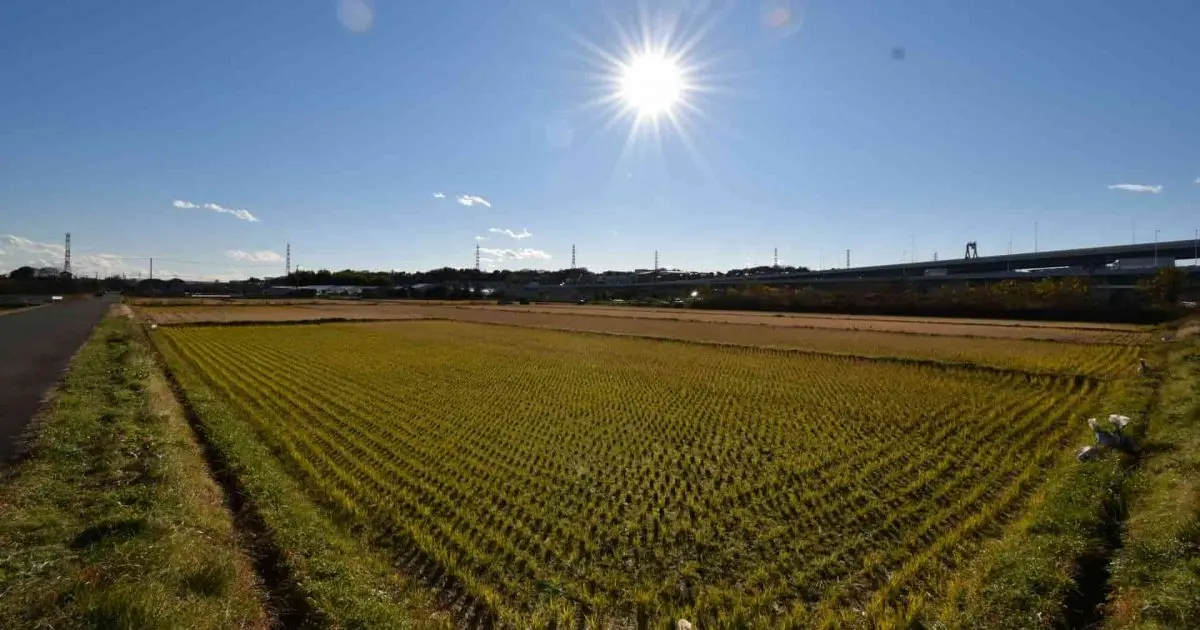 生産緑地は売却できる？指定解除の条件と流れ、失敗しないための注意点を解説