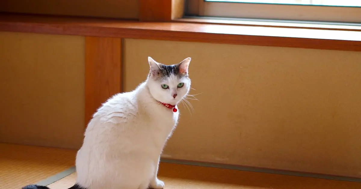 実家を売りたくない…でも放置もできないあなたへ｜残す・活かす現実的な選択肢