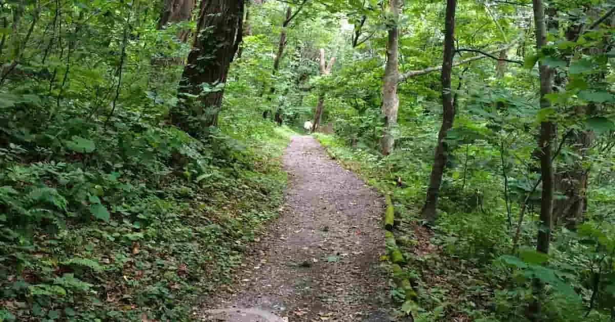 山林をスムーズに売却する方法|売れない理由・手続き・費用・税金までわかりやすく解説