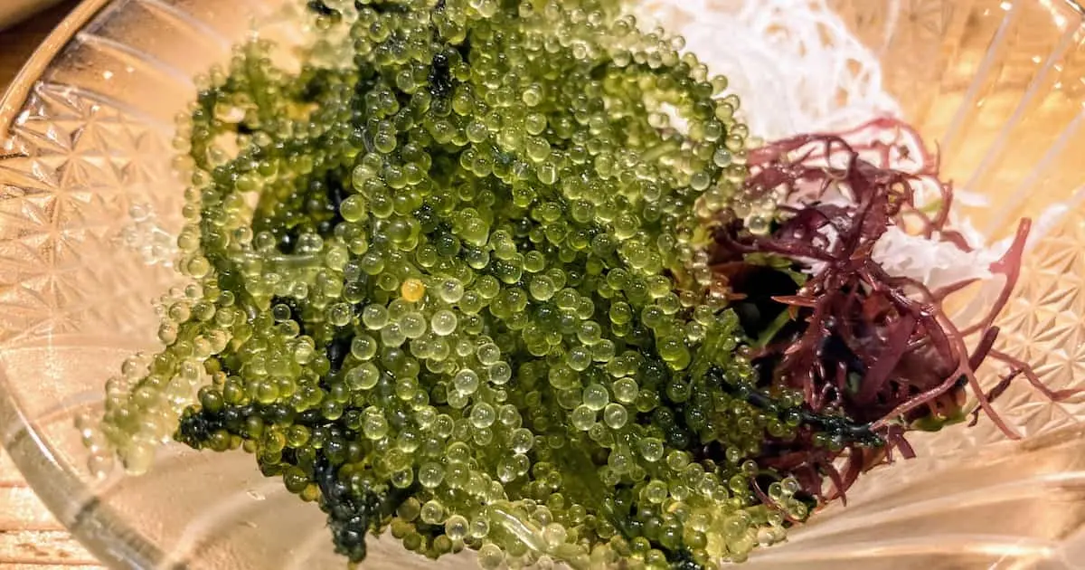 海ブドウ