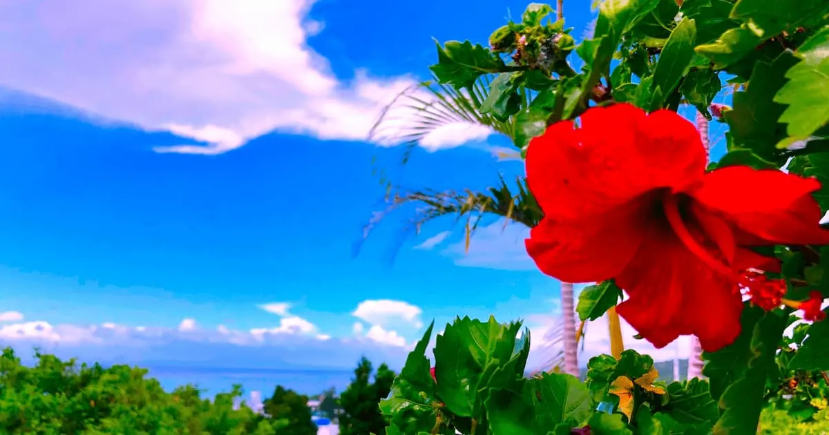 沖縄の海とハイビスカス
