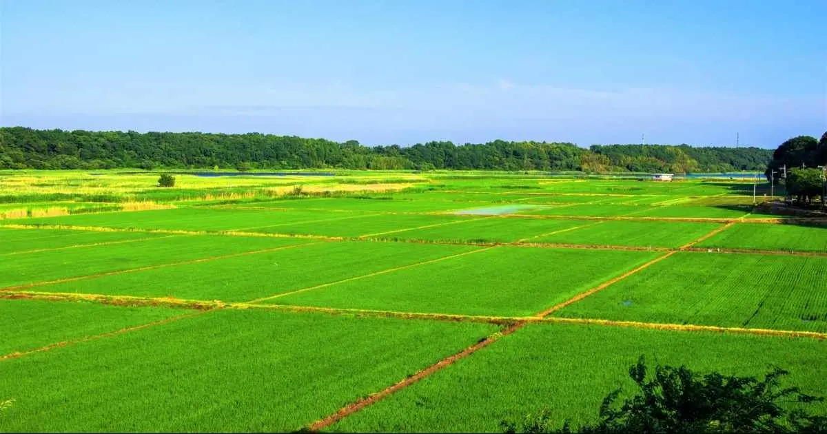 農地を宅地に転用して売却する方法｜高く売れる？放置は禁物！
