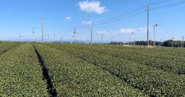 牧之原市の茶畑