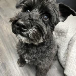 Office worker：モンディ MONDIALの看板犬の『モンディ』です。 わからないことばかりですが、一生懸命お出迎えします！ よろしくお願いします！